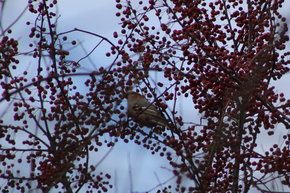 Pinu-gailupa - ML645676623