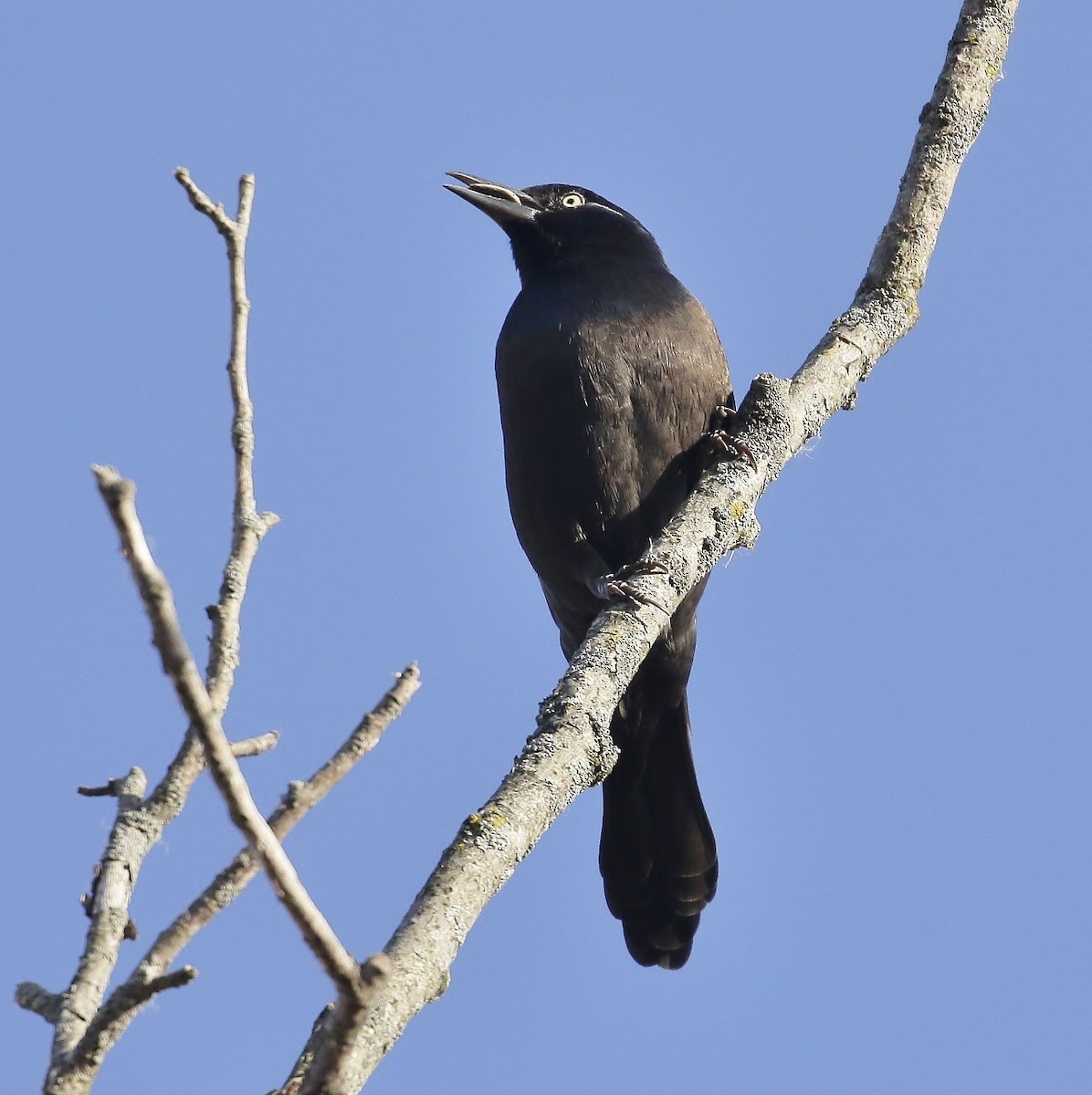 vlhovec lesklý (ssp. versicolor) - ML645676627