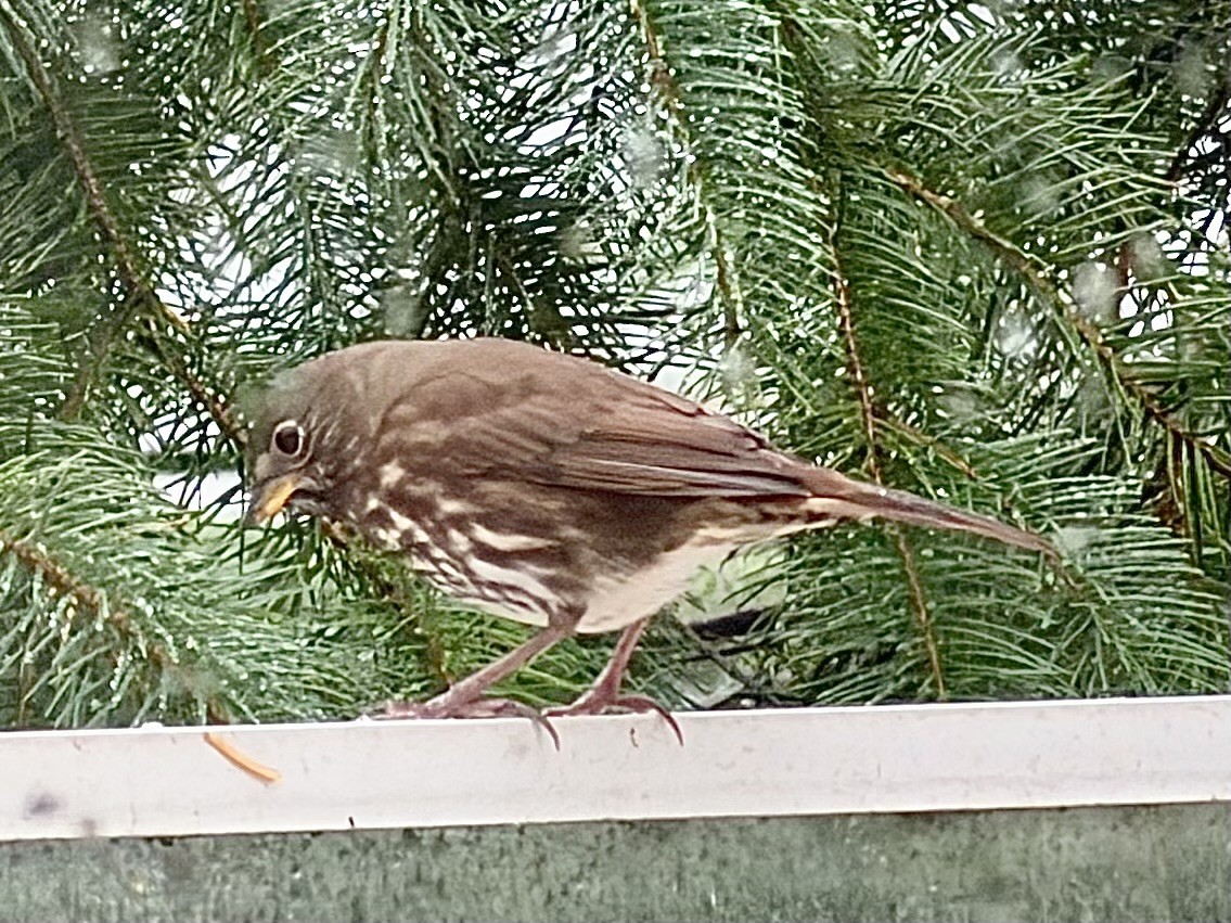 Fox Sparrow - ML645676629