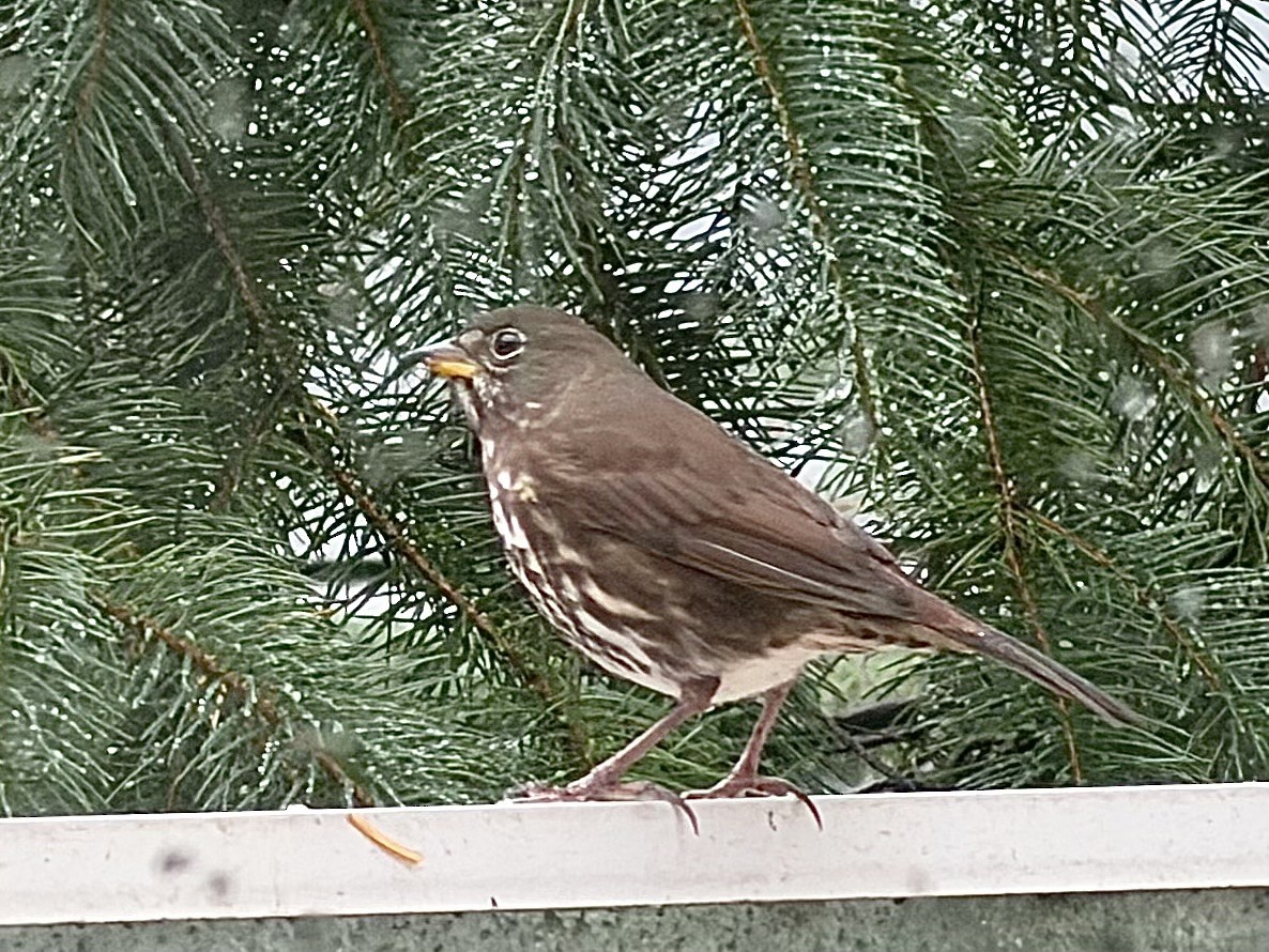 Fox Sparrow - ML645676630