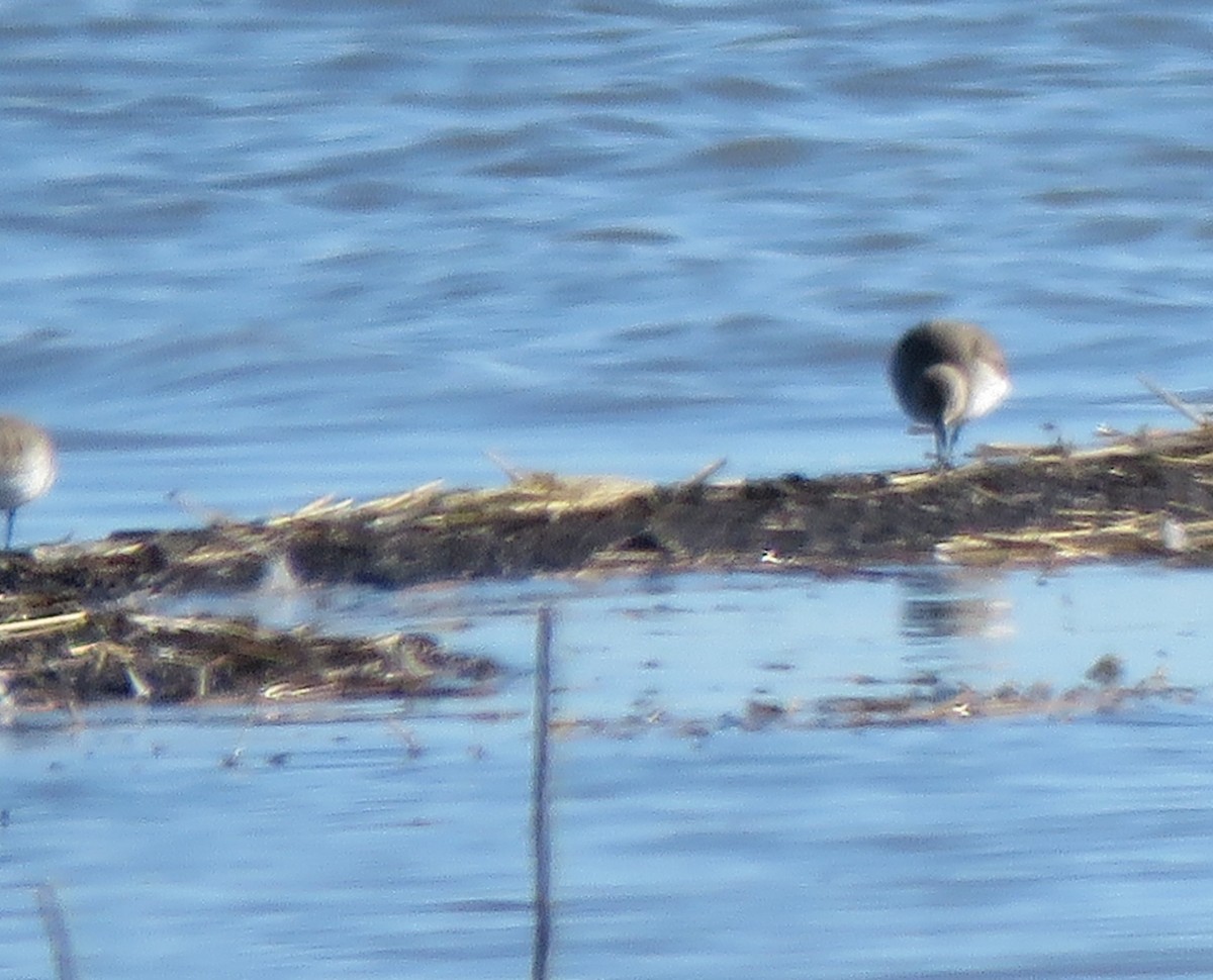 Piovanello pancianera - ML645676659