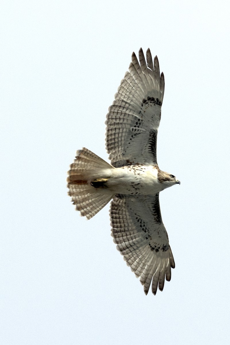 Red-tailed Hawk - ML645676667