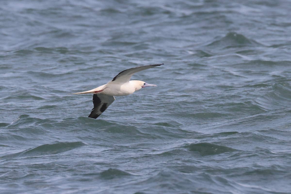 סולה אדומת-רגל - ML645676669