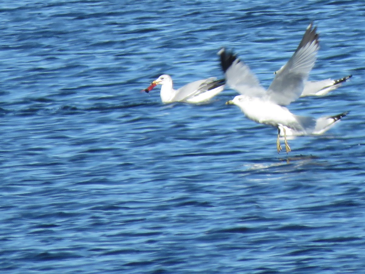 Gavina americana - ML645676670