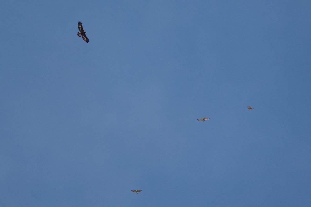 Red-tailed Hawk - ML645676674