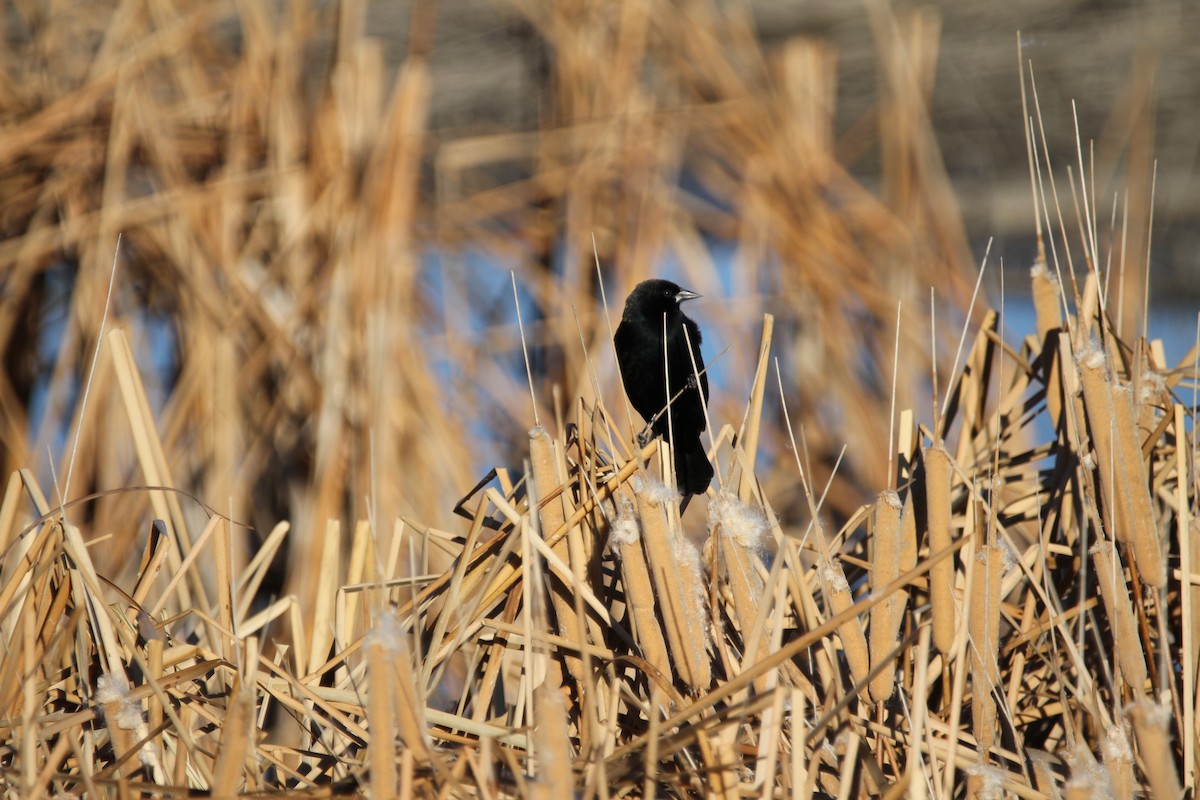 Red-winged Blackbird - ML645676675