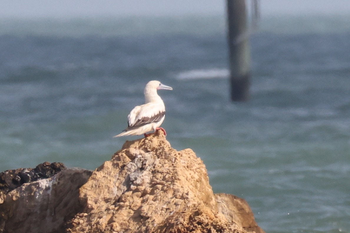 סולה אדומת-רגל - ML645676686