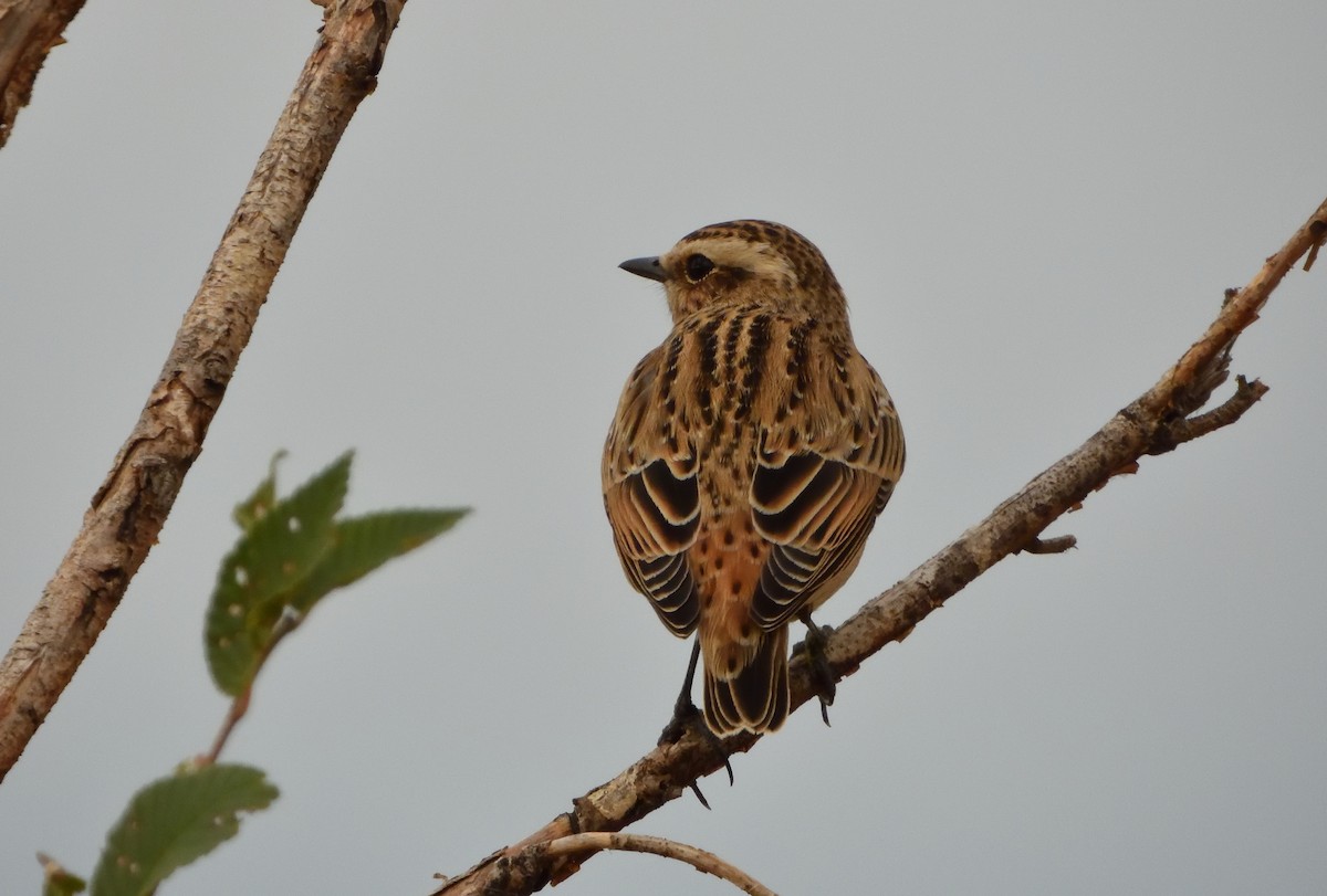 Whinchat - ML645676692