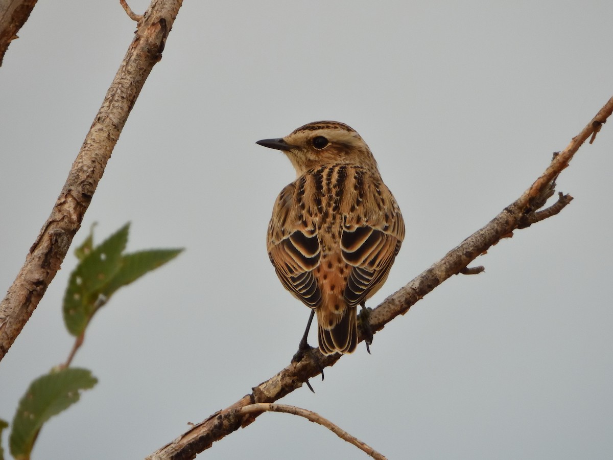 Whinchat - ML645676693