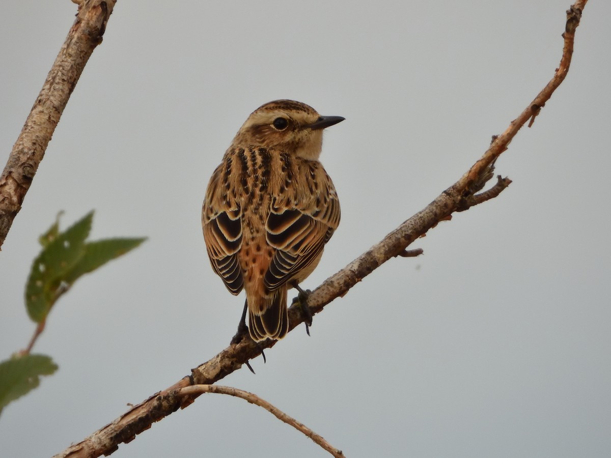 Whinchat - ML645676694