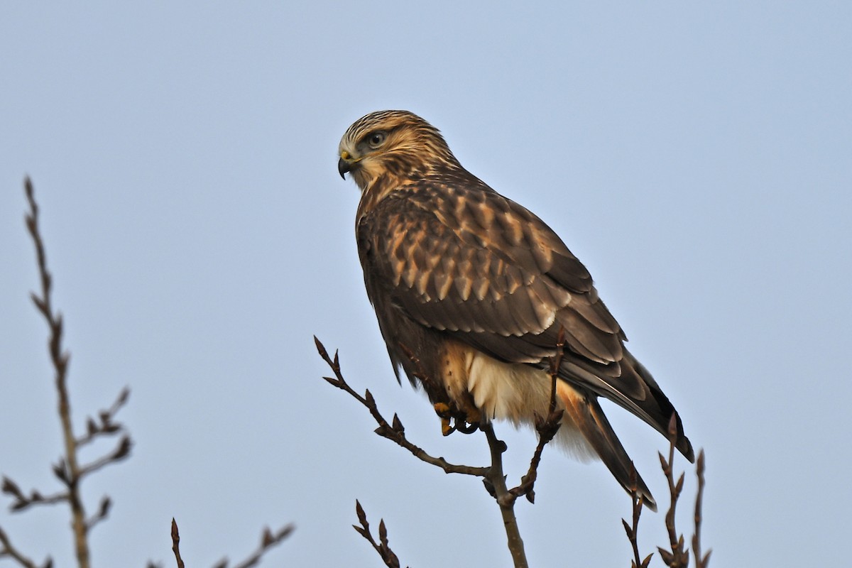Rough-legged Hawk - ML645676701