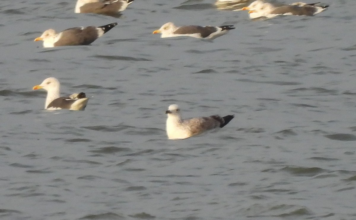 カスピセグロカモメ - ML645676720