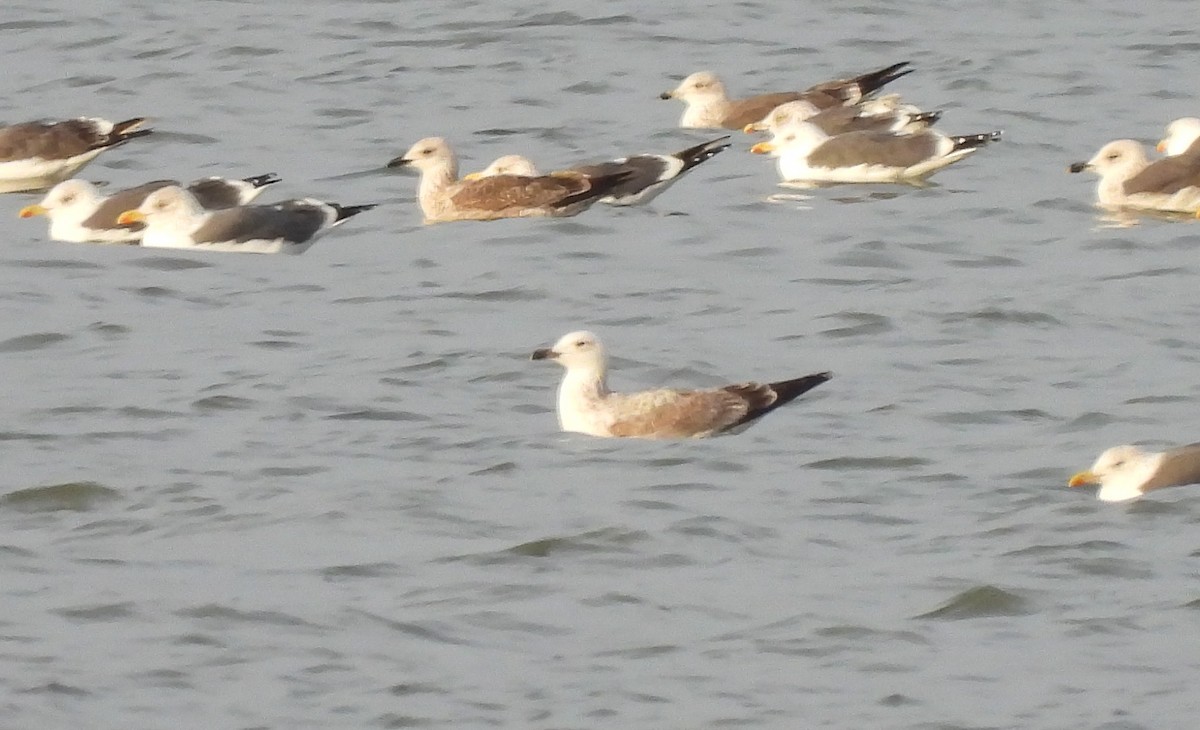 カスピセグロカモメ - ML645676721