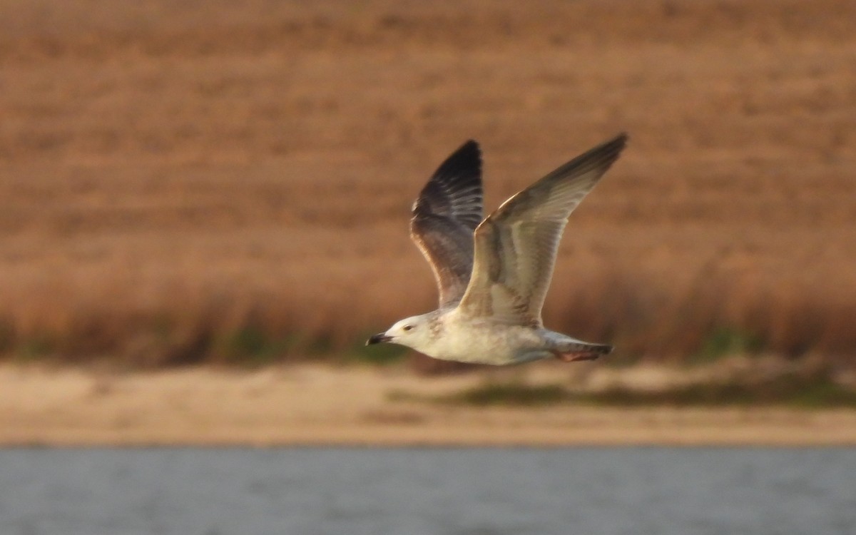 カスピセグロカモメ - ML645676722