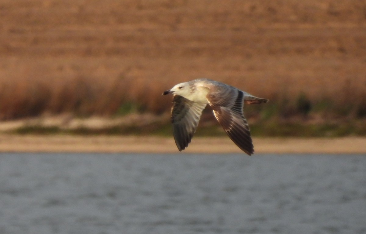 カスピセグロカモメ - ML645676723