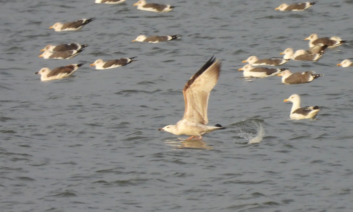 カスピセグロカモメ - ML645676724