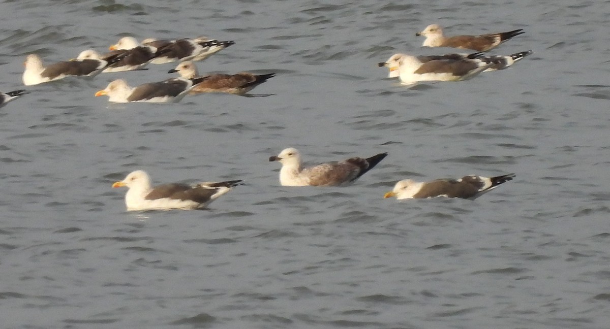 カスピセグロカモメ - ML645676725