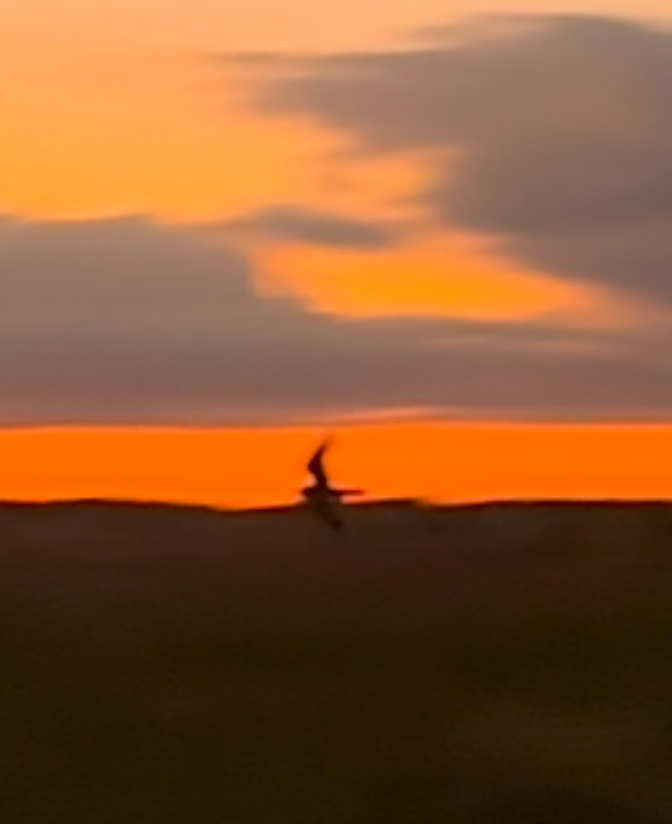 Lesser Nighthawk - ML645676730