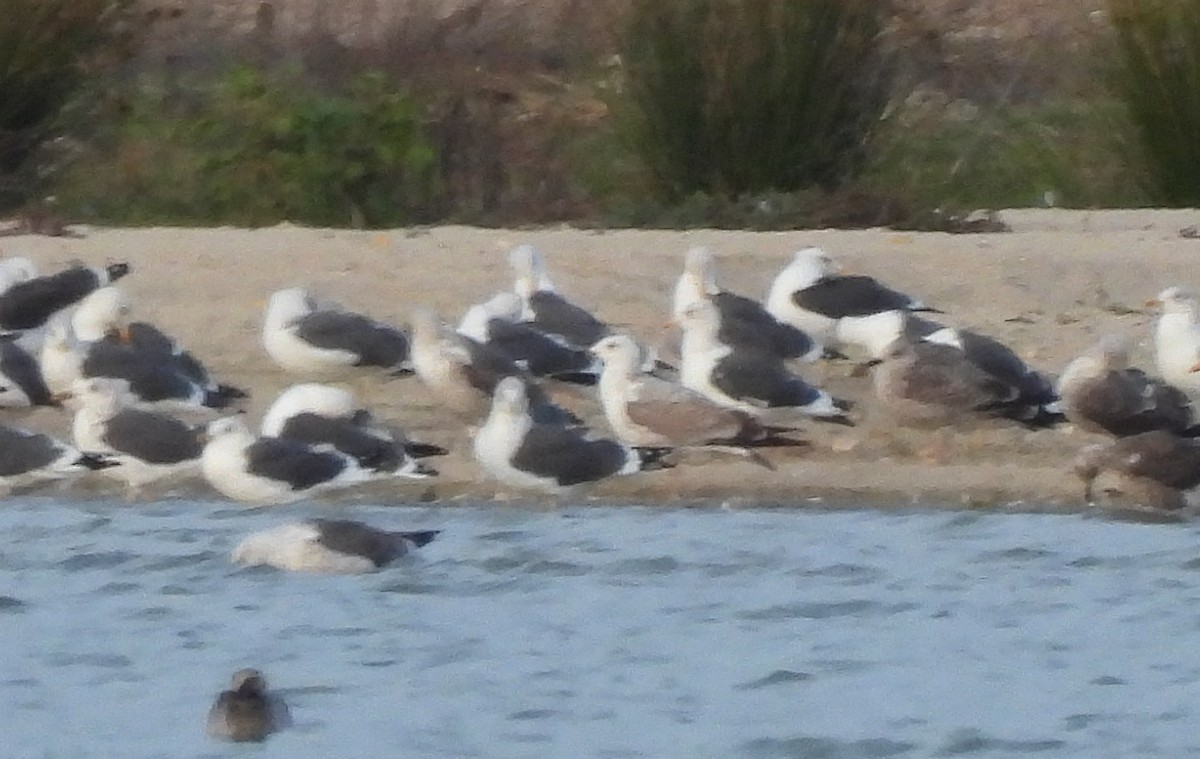 カスピセグロカモメ - ML645676755