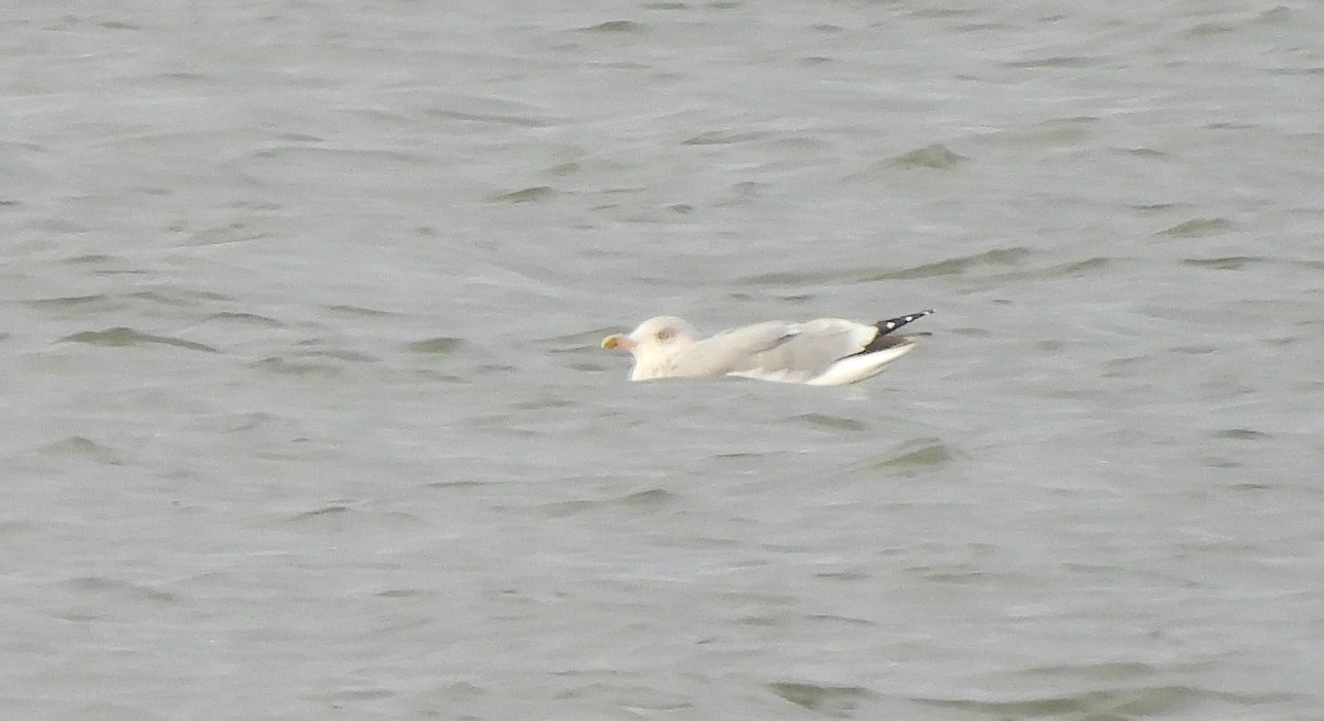 ヨーロッパセグロカモメ - ML645676782