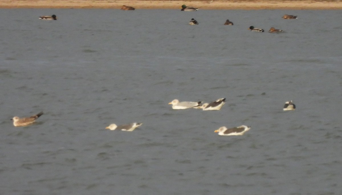 ヨーロッパセグロカモメ - ML645676786