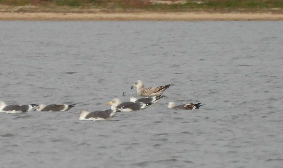 キアシセグロカモメ - ML645676791