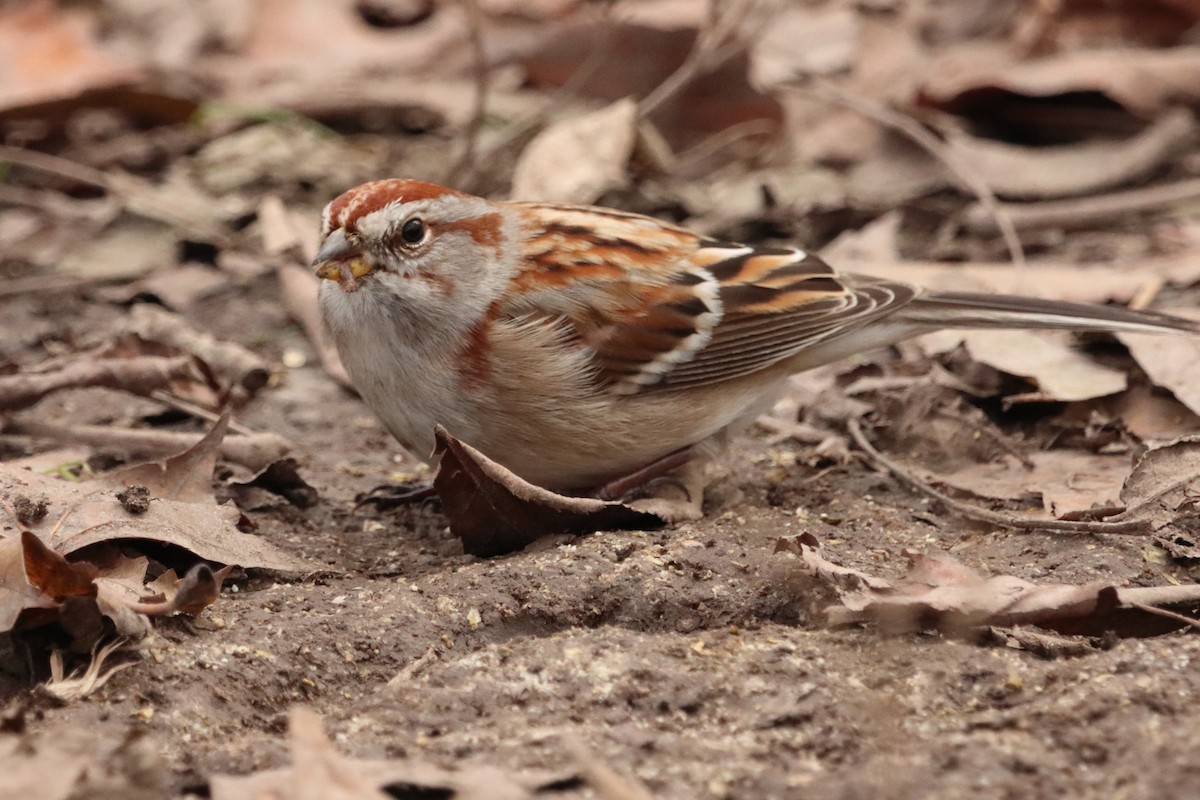 American Tree Sparrow - ML645676794