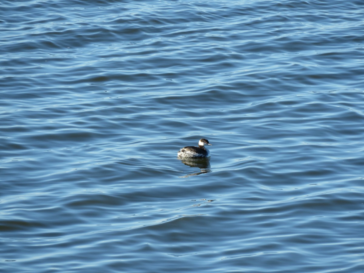 Horned Grebe - ML645676796