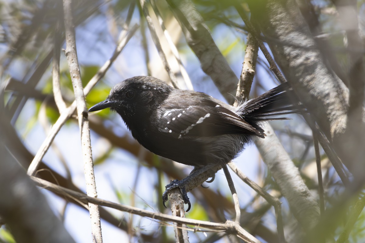 Serra Antwren - ML645676797