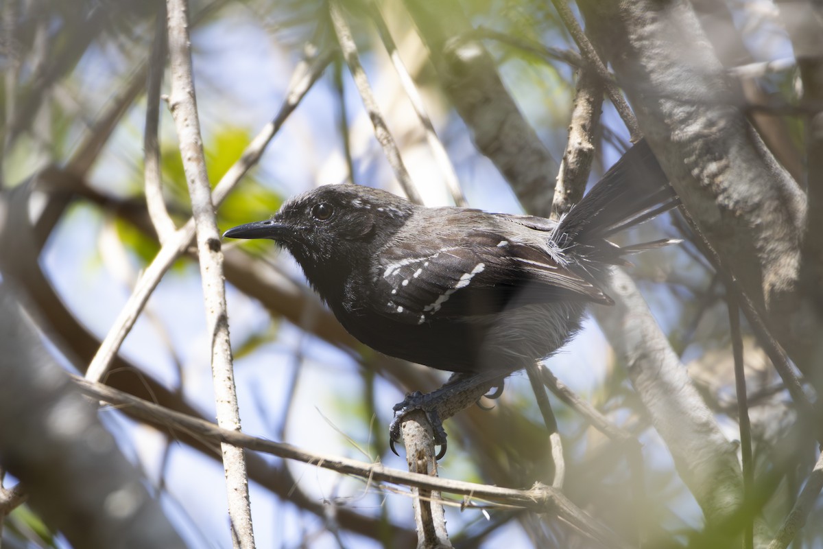 Serra Antwren - ML645676798