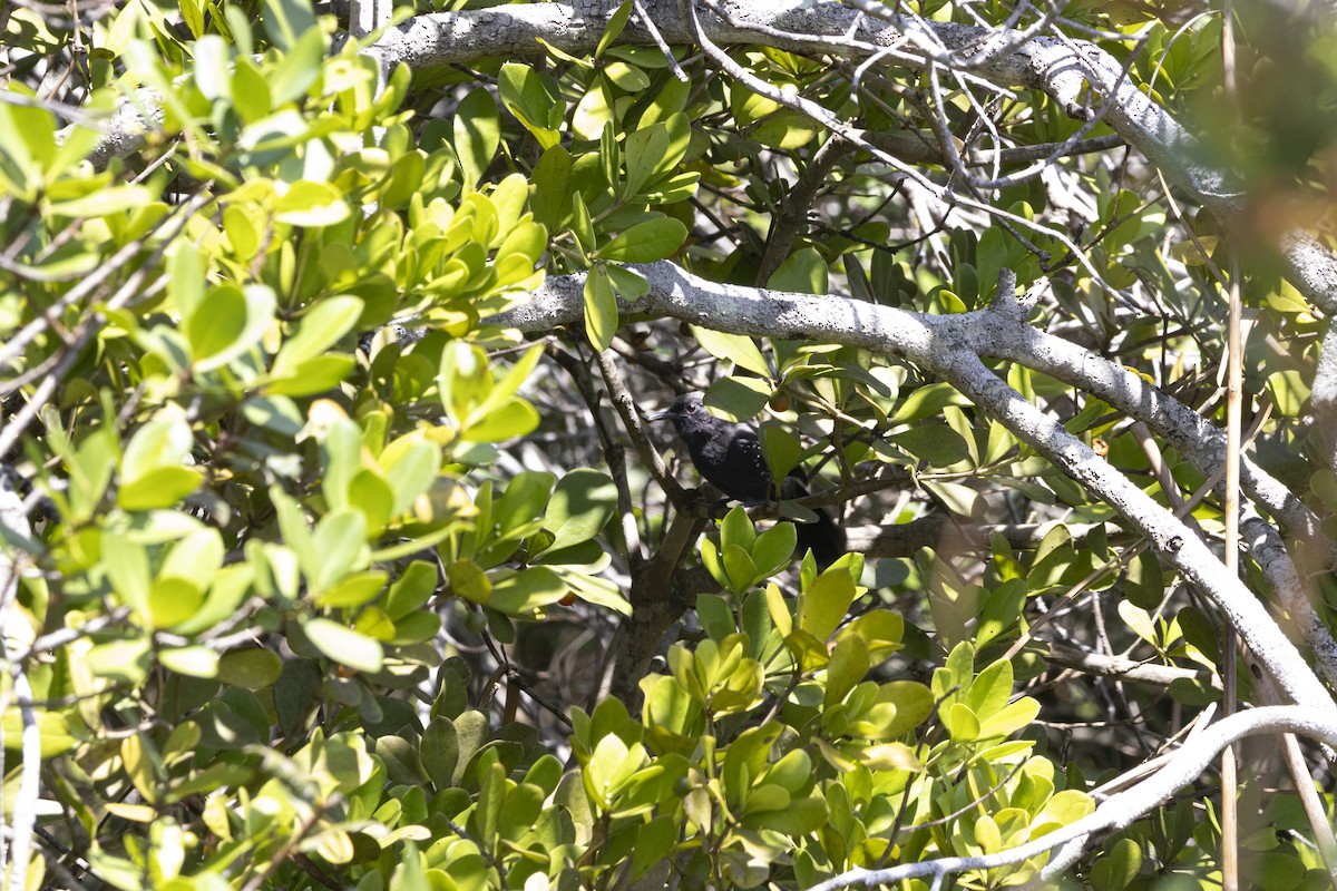 Serra Antwren - ML645676799