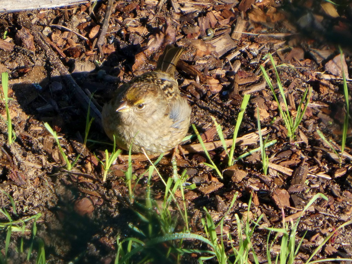 Golden-crowned Sparrow - ML645676800