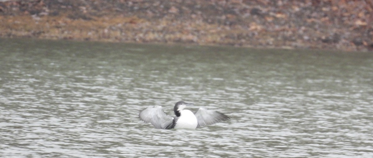 Common Loon - ML645676801