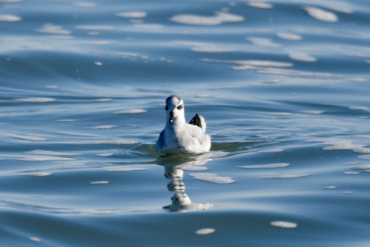 Red Phalarope - ML645676802