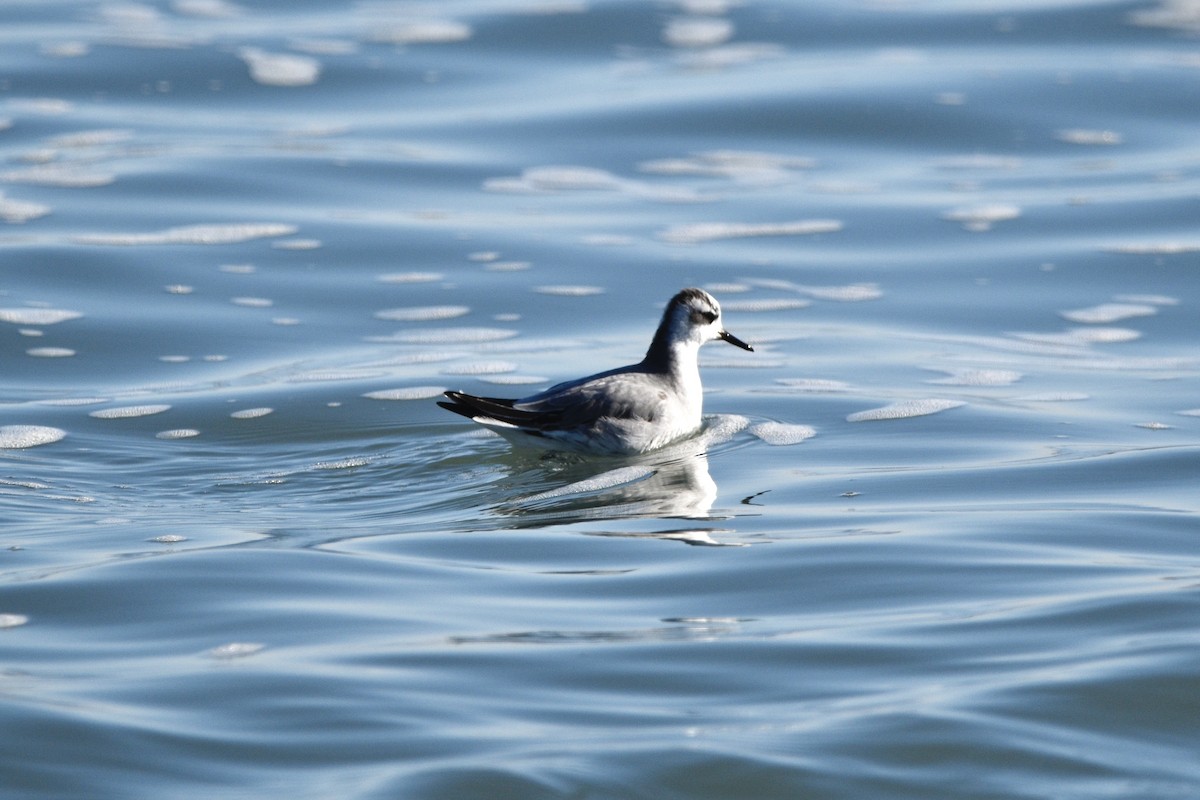Red Phalarope - ML645676803