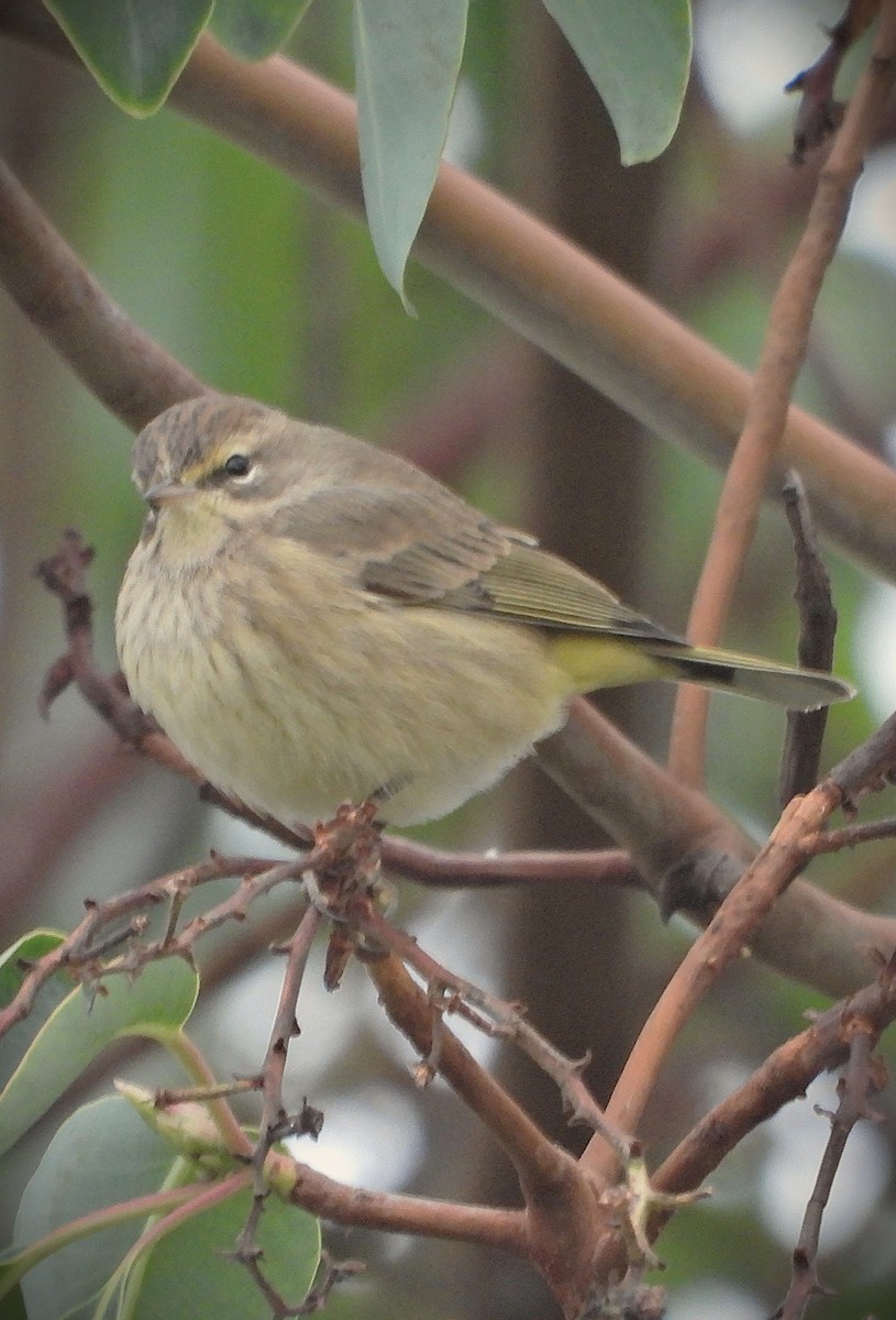 Palm Warbler - ML645676804