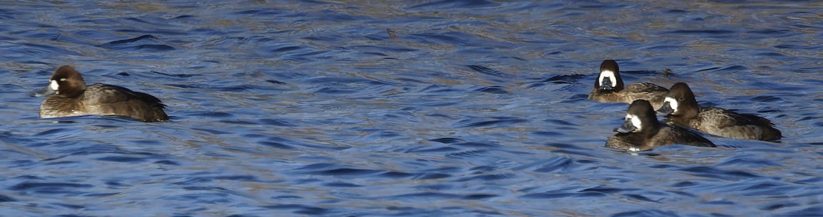 Lesser Scaup - ML645676806