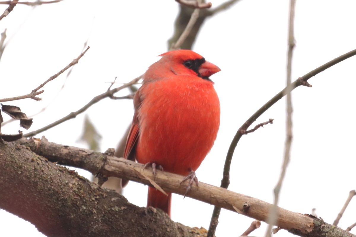 Northern Cardinal - ML645676807