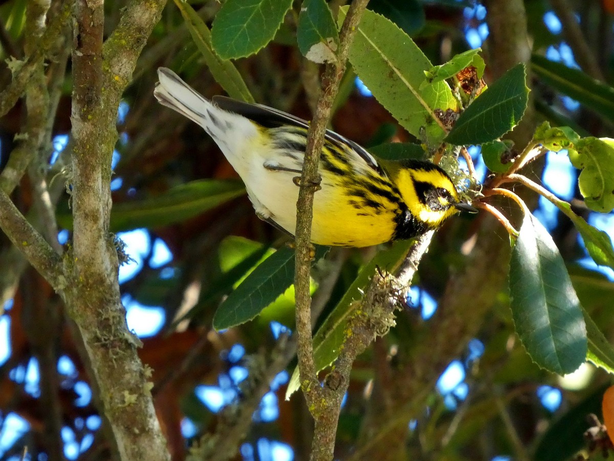 Townsend's Warbler - ML645676808