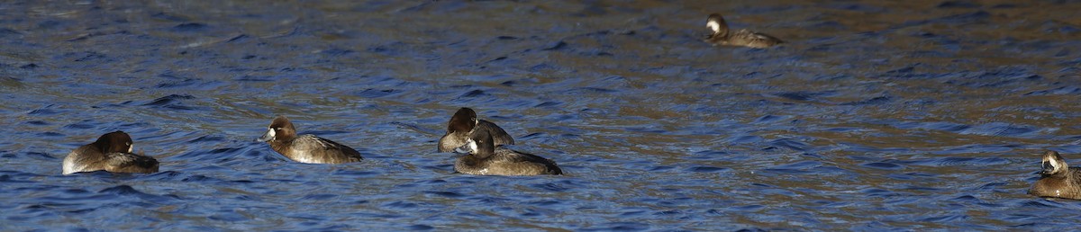 Lesser Scaup - ML645676809