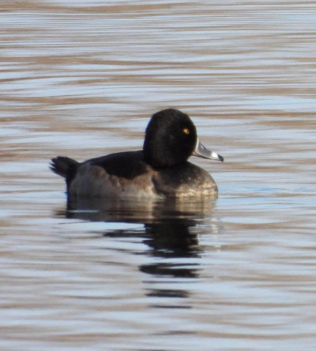 Ring-necked Duck - ML645676810