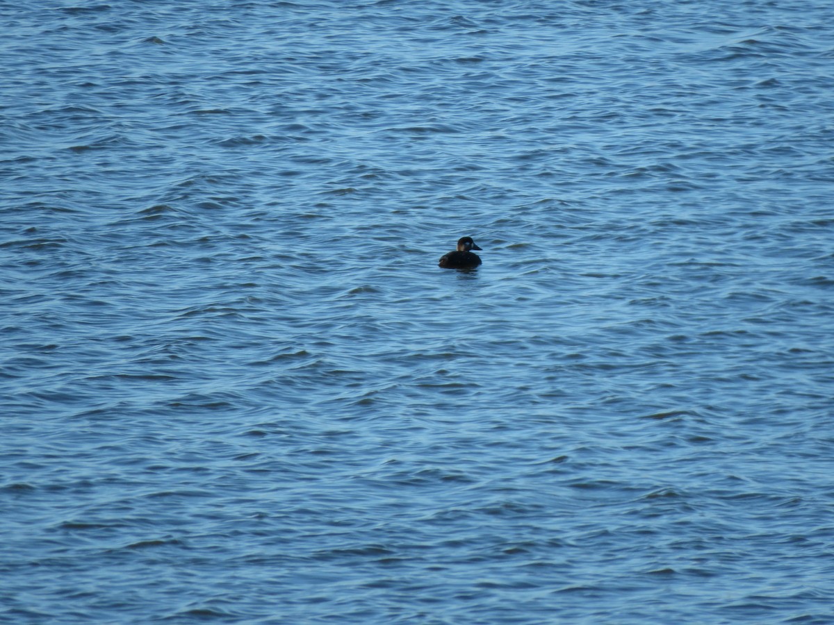 Surf Scoter - ML645676812