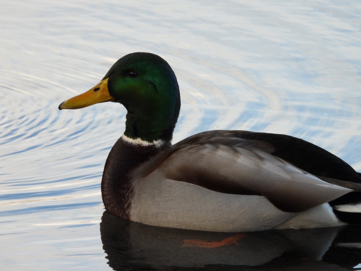 Mallard - ML645676813