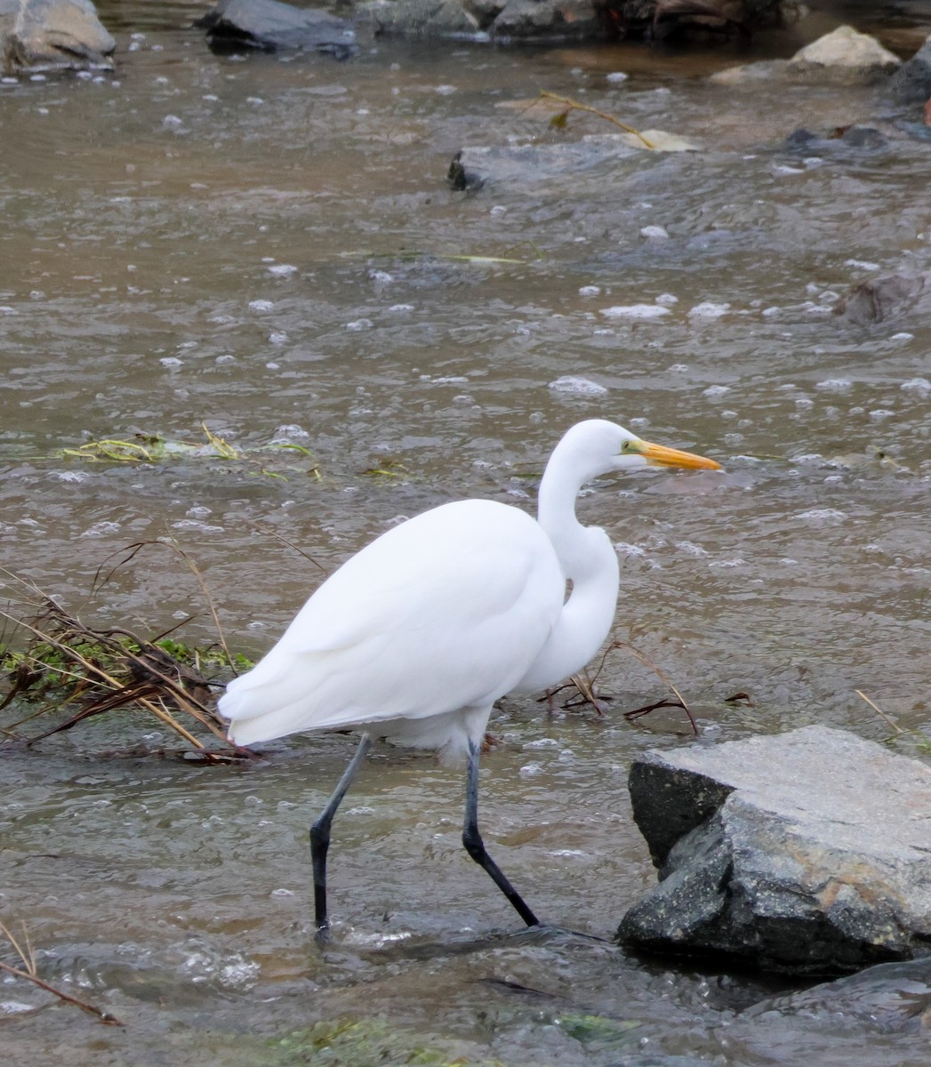 Great Egret - ML645676816
