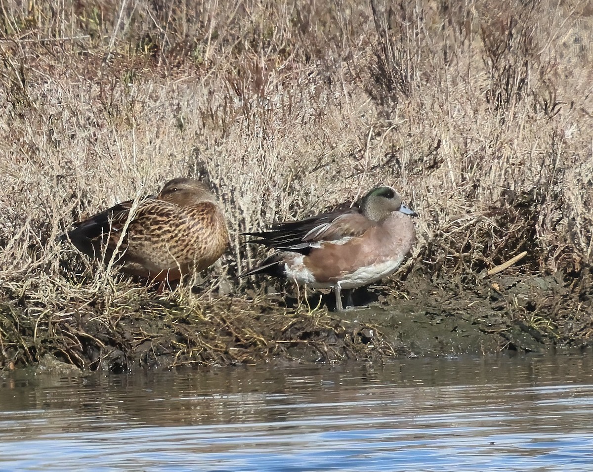 American Wigeon - ML645676817