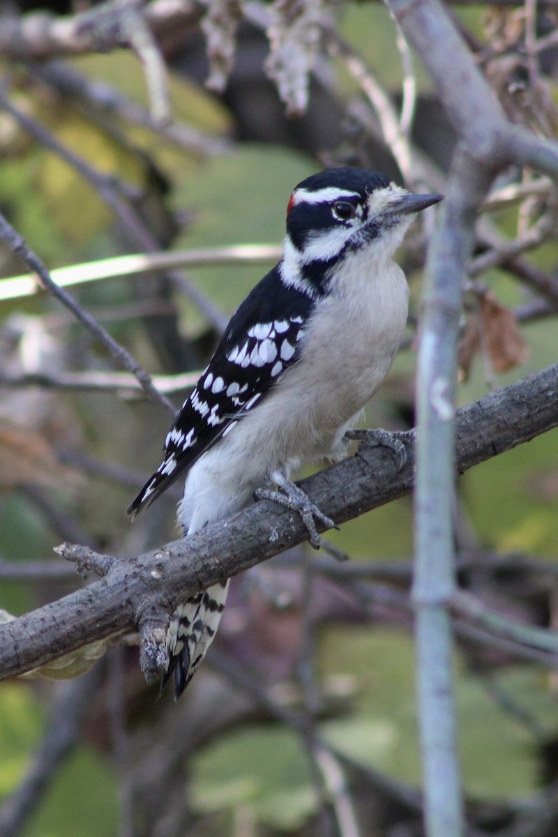 Downy Woodpecker - ML645676818