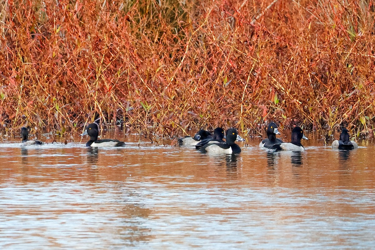 Ring-necked Duck - ML645676819