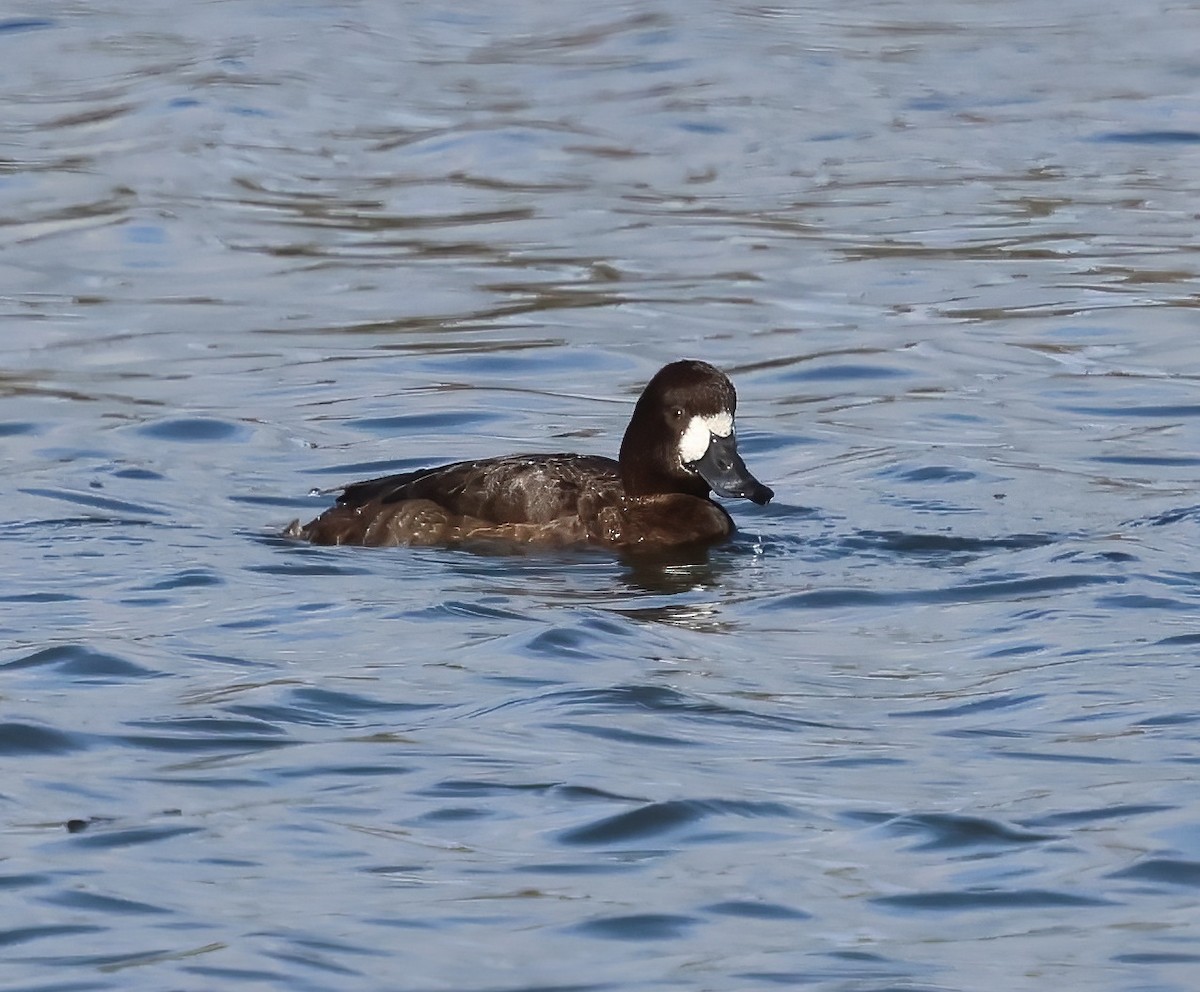 Lesser Scaup - ML645676820