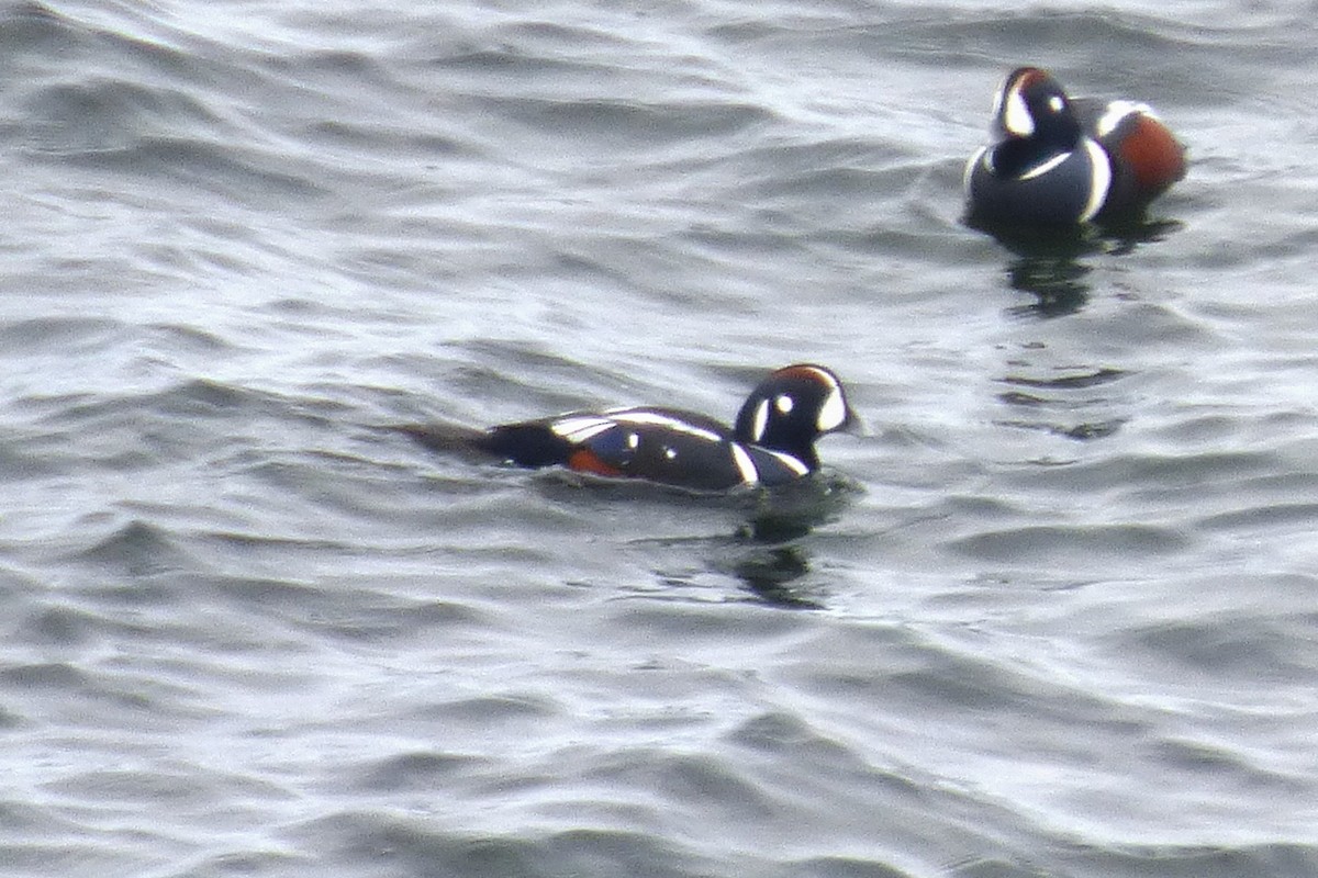 Harlequin Duck - ML645676821