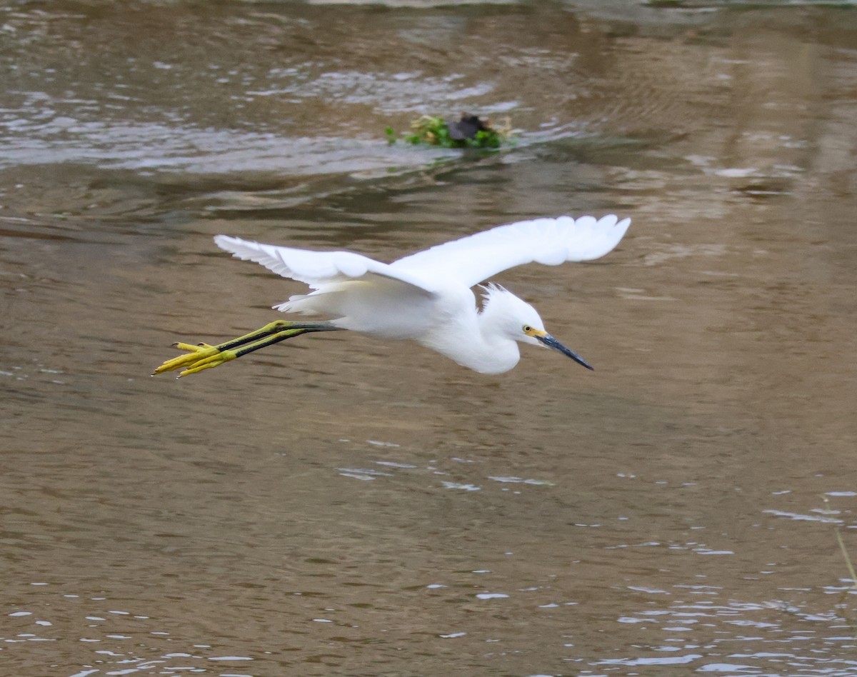 Snowy Egret - ML645676822